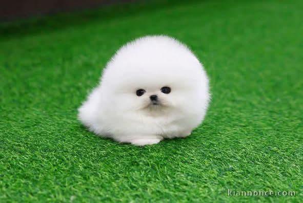Chiot spitz nain disponible de suite 