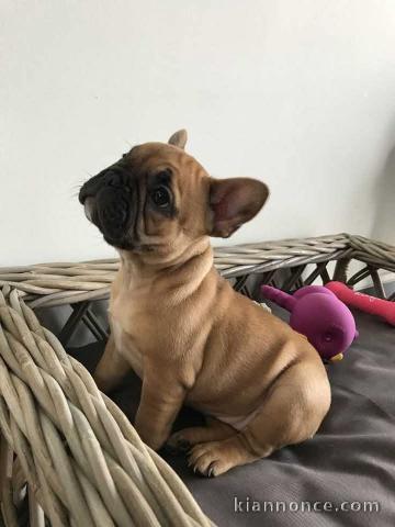 Chiot bouledogue français disponible 