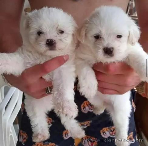 chiot bichon maltais disponible 