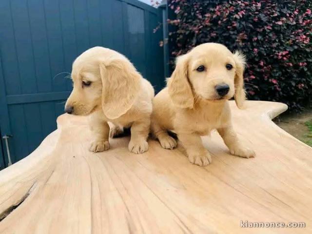 Chiot teckel disponible pour adoption 