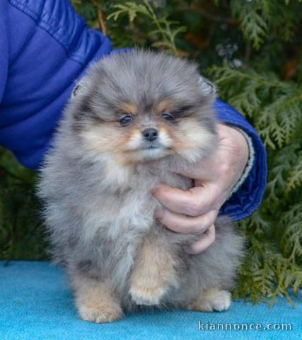 chiot spitz allemand disponible 