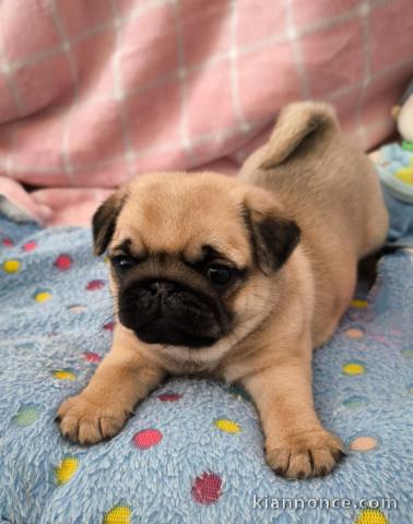 Dons chiot carlin disponible 