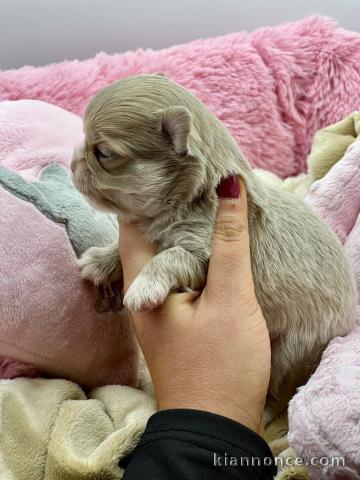 chiot chihuahua à donner 