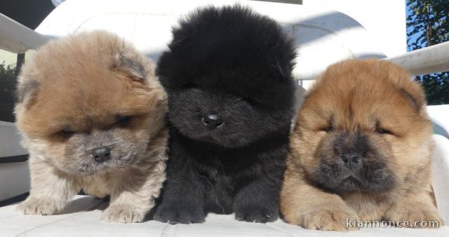 Dons chiot chow-chow disponible 