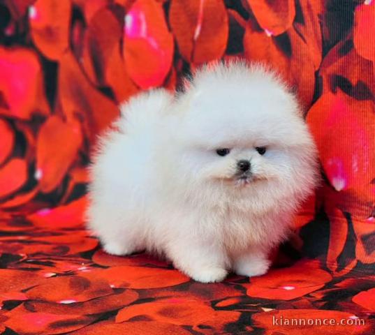 chiot spitz allemand lof disponible 