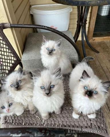 Dons chatons ragdoll disponible 