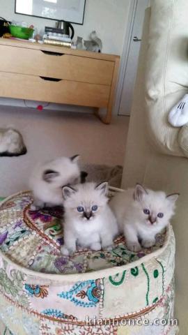 Adorable chaton ragdoll sont disponible 