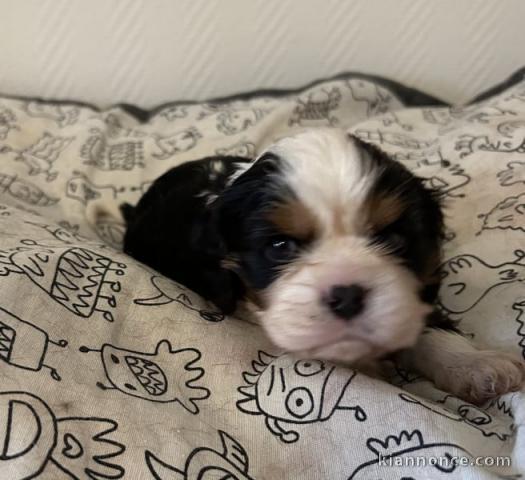 Chiot cavalier king charle à adopter 