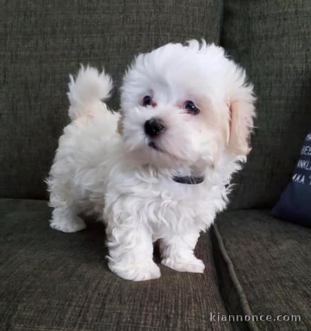 Chiot bichon maltais à adopter 