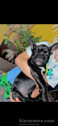 Adorable chiot bouledogue français lof