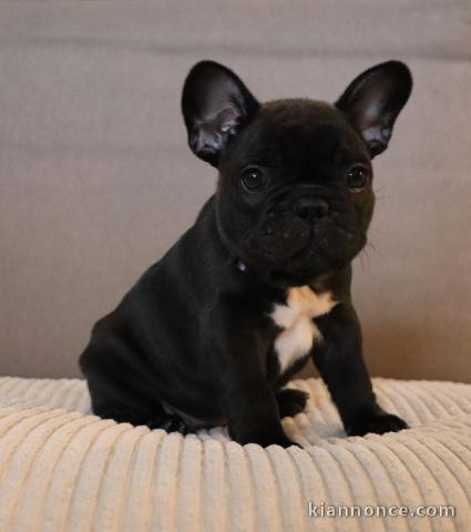 déjà prêts chiot bouledogue français 