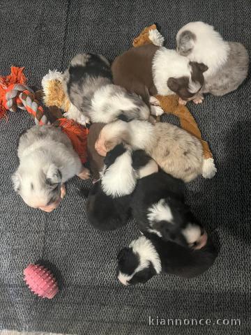 Adoption chiot berger australien 