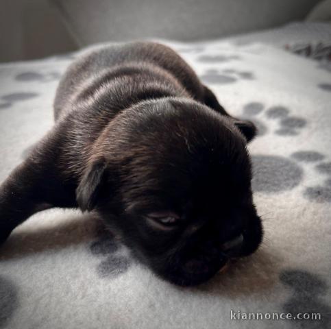 Je donne chiot bouledogue Français 