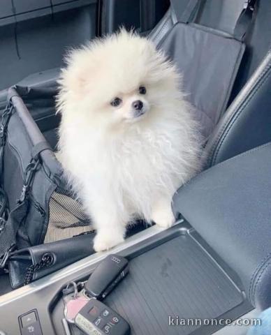 Magnifique chiot spitz nain disponible 