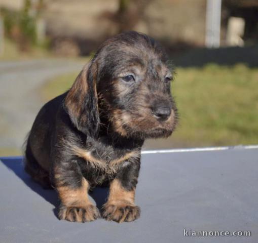 chiot teckel disponible pour adoption 