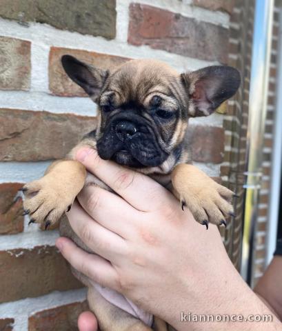 chiot bouledogue français à donner 
