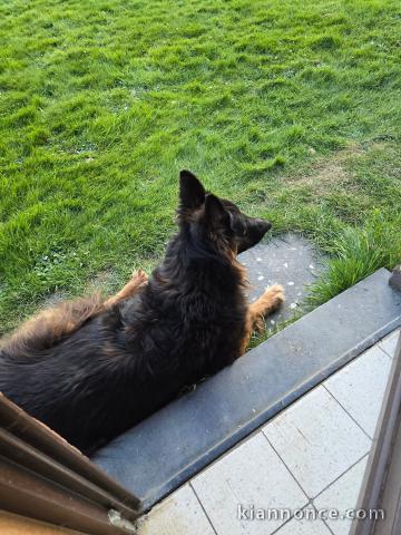 chiot type berger allemand disponible 