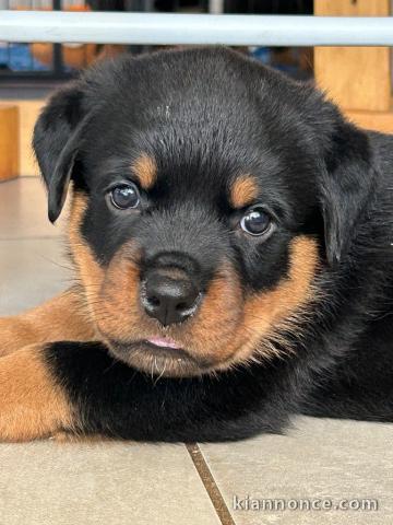 Dons chiot rottweiler lof