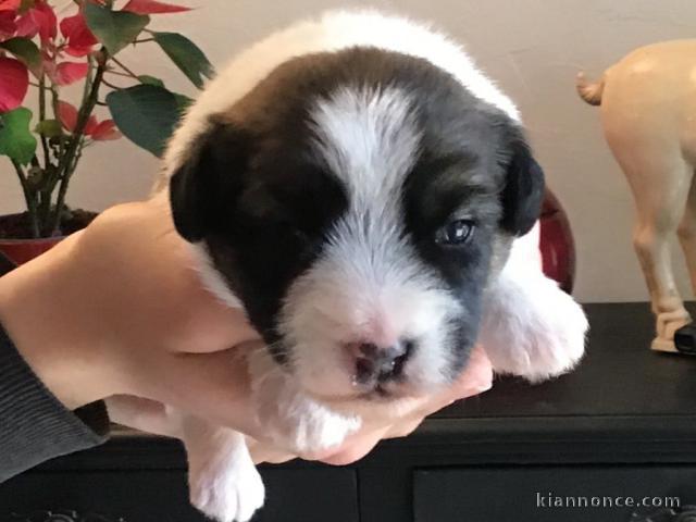 Chiot jack Russel disponible 