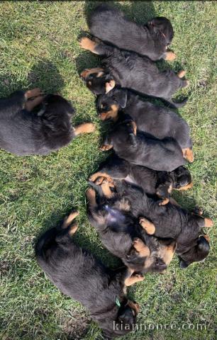 Magnifique chiot rottweiler 