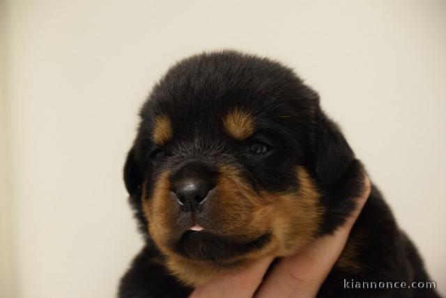 chiot rottweiler à donner 