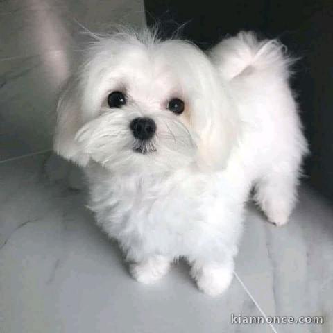 chiot bichon frisé femelle adorable 