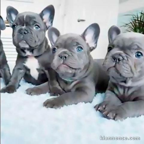 chiot bouledogue français aux yeux bleus 