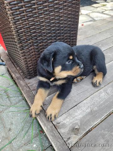 je donne chiot rottweiler 