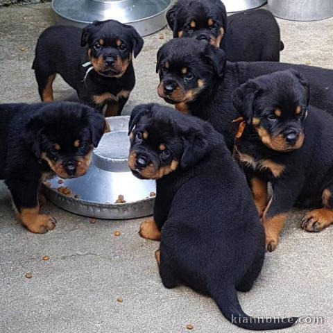 Adoption chiot rottweiler disponible 