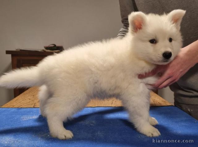 chiot berger blanc suisse 