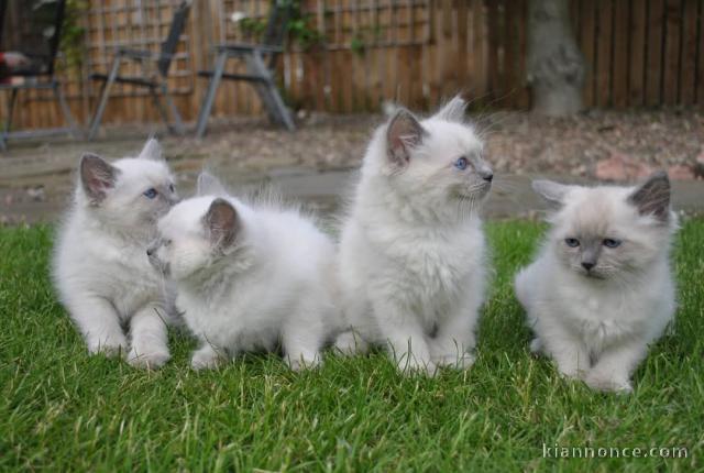 chaton ragdoll disponible pour adoption 
