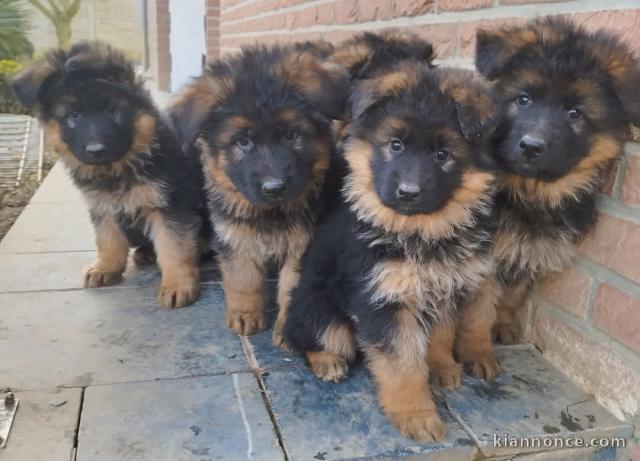 chiot berger allemand disponible 