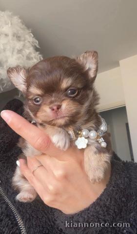 Chiot chihuahua à donner 