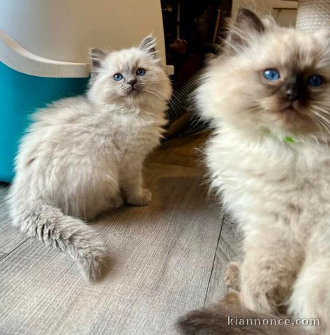 Magnifique chatons ragdoll disponible 