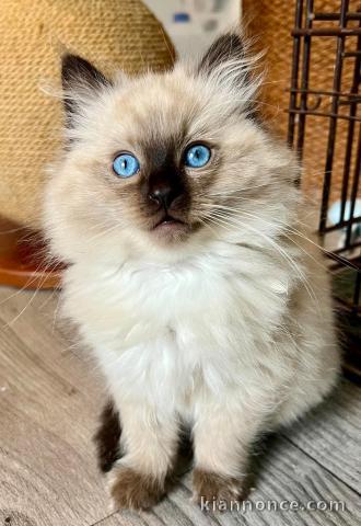 chaton ragdoll pour adoption 