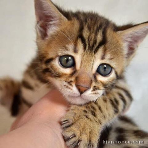 Chaton Bengal disponible pour adoption 