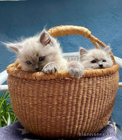 Dons chatons ragdoll disponible 