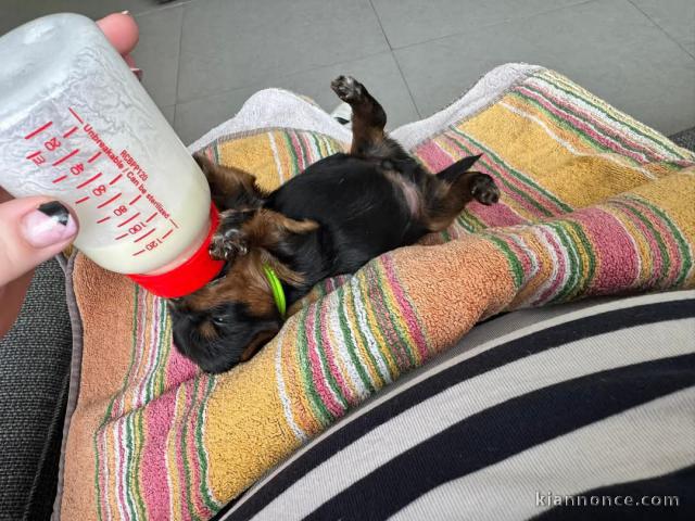 chiot yorkshire pour adoption 