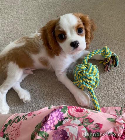 chiot cavalier king charle disponible 