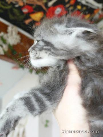 chatons Maine coon adorable 