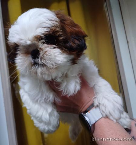Dons chiot Shih Tzu à donner 