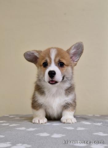 Chiots Welsh Corgi Pembroke