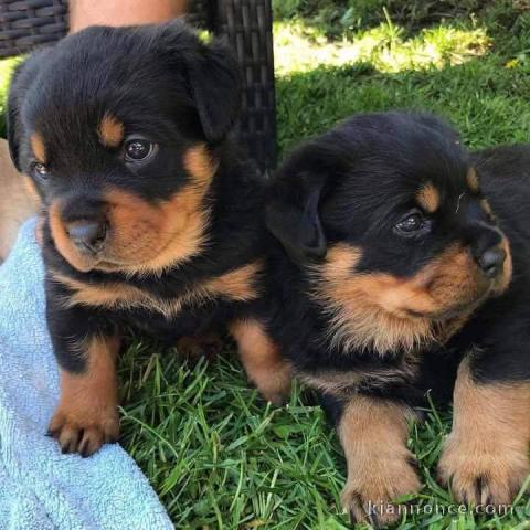 chiot rottweiler à donner 