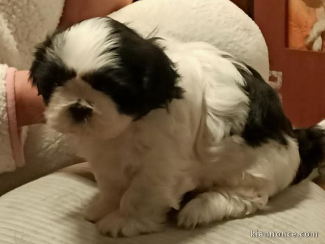 chiot Shih Tzu à donner 