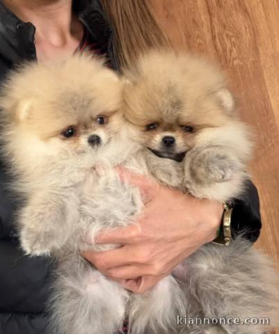 chiot spitz allemand à donner disponible 