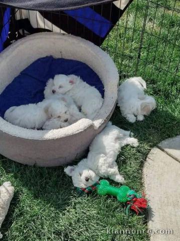 Adoption chiot bichon maltais disponible 