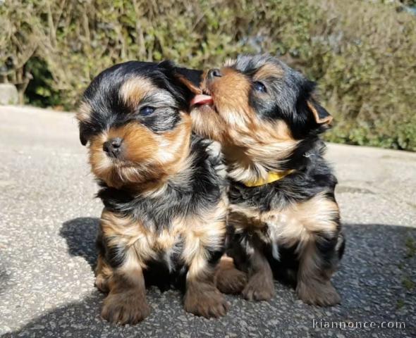 adorable chiot Yorkshire à donner 