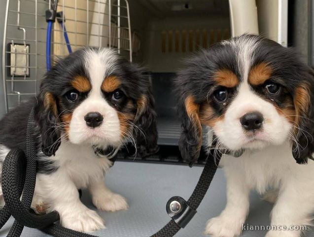 chiot cavalier king charle adorable 