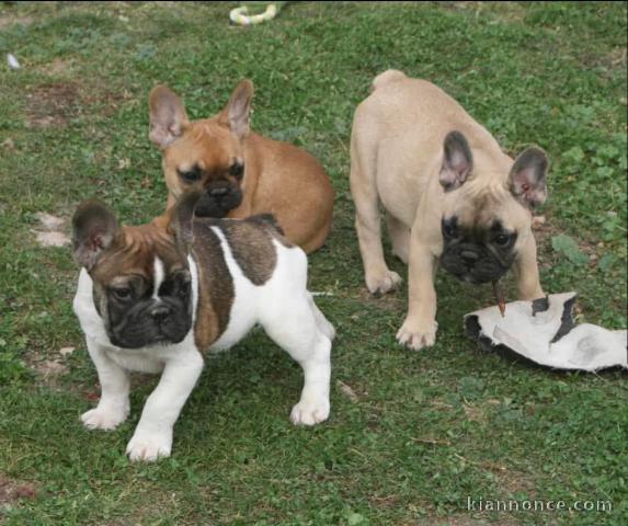 Adorable chiot bouledogue français 