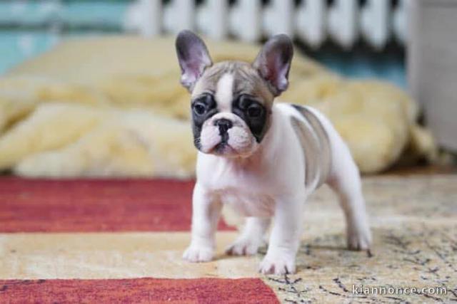 Magnifique chiot bouledogue français 
